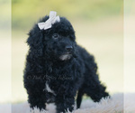 Small Photo #95 Goldendoodle (Miniature) Puppy For Sale in WARSAW, IN, USA