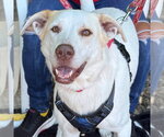 Small #3 Great Pyrenees Mix