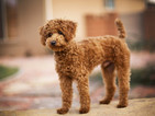 Small Photo #1 Beagle-Poodle (Toy) Mix Puppy For Sale in CEDAR CITY, UT, USA
