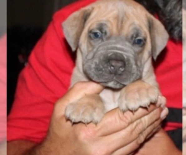 Medium Photo #7 Boerboel Puppy For Sale in HOLLYWOOD, FL, USA