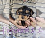 Small Photo #2 Morkie Puppy For Sale in BRADENTON, FL, USA