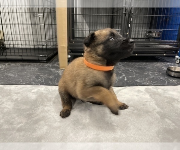 Medium Photo #78 Belgian Malinois Puppy For Sale in REESEVILLE, WI, USA