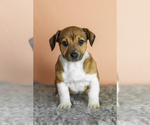 Small #1 Alapaha Blue Blood Bulldog-Jack Russell Terrier Mix