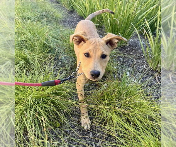 Medium Photo #4 Labrador Retriever-Unknown Mix Puppy For Sale in San Juan Capistrano, CA, USA
