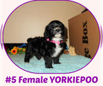 Small #2 Yorkipoo