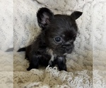 Small #12 French Bulldog