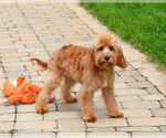 Small #2 Cavapoo (Miniature)