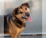 Pickles - Female Shepradors Dog for Adoption - Small photo