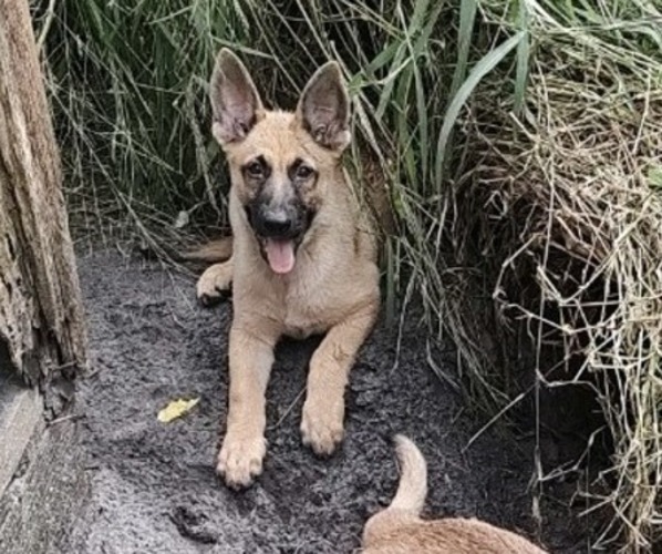 Medium Photo #1 German Shepherd Dog Puppy For Sale in ORLANDO, FL, USA