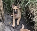 Small Photo #1 German Shepherd Dog Puppy For Sale in ORLANDO, FL, USA