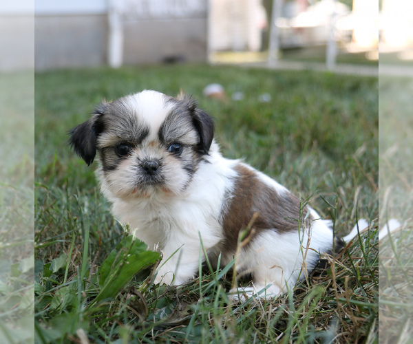 Medium Photo #3 Shih Tzu Puppy For Sale in ARTHUR, IL, USA