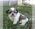 Small #2 Shih Tzu