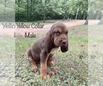 Small Photo #1 Bloodhound Puppy For Sale in WARRIOR, AL, USA