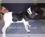 Small #2 German Shorthaired Pointer