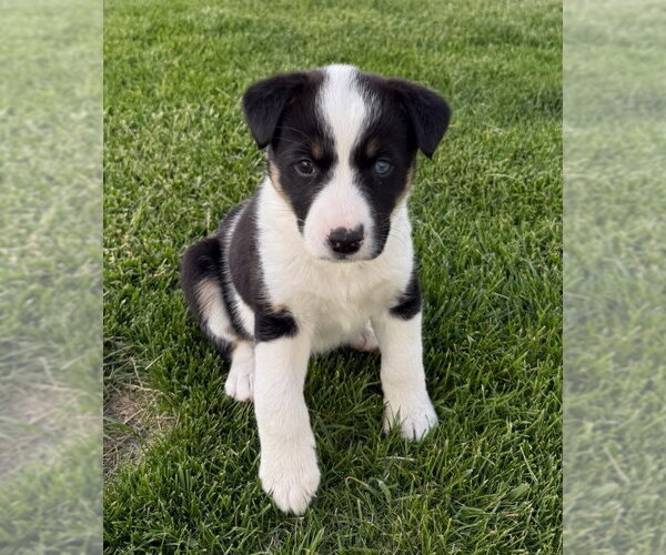 Medium Photo #1 Border Collie-Unknown Mix Puppy For Sale in Salt Lake City, UT, USA