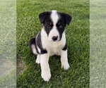 Small Border Collie Mix