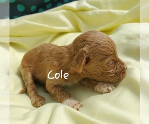 View Ad Cavapoo Puppy For Sale Near Wisconsin Colby Usa Adn 208298