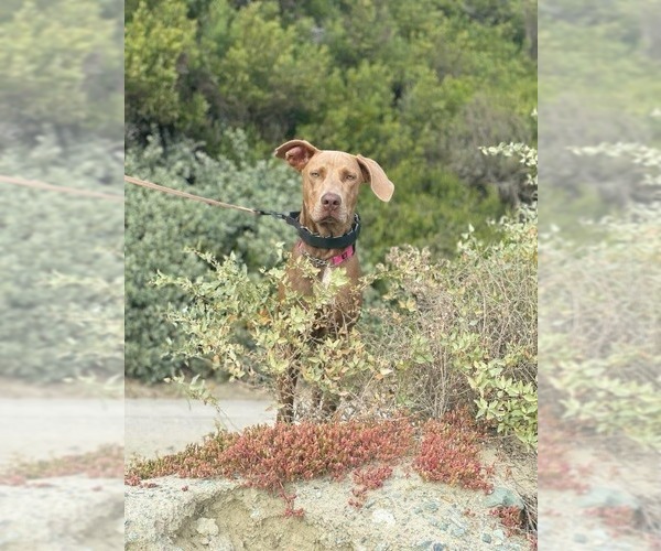 Medium Photo #15 American Staffordshire Terrier-Weimaraner Mix Puppy For Sale in Lake Forest, CA, USA