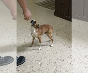 Pokey - Male Chihuahua-Unknown Mix Dog for Adoption - Photo #4