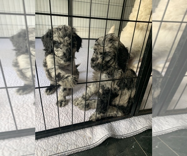 Medium Photo #5 Poodle (Standard) Puppy For Sale in PLANT CITY, FL, USA