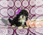 Small Photo #2 Miniature Bernedoodle Puppy For Sale in OXFORD, PA, USA