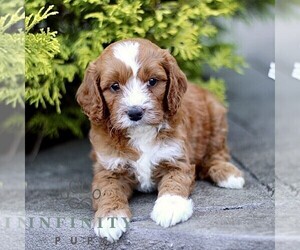 Goldendoodle (Miniature) Puppy for sale in LANCASTER, PA, USA