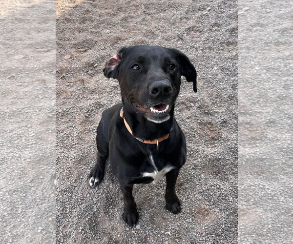 Medium Photo #10 Labrador Retriever-Unknown Mix Puppy For Sale in Webster, WI, USA