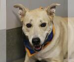 SALLY - Female Labrador Retriever-Unknown Mix Dog for Adoption - Small photo