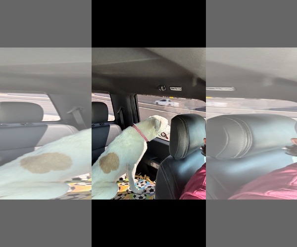 Medium Photo #3 Labrador Retriever Puppy For Sale in Dallas, TX, USA