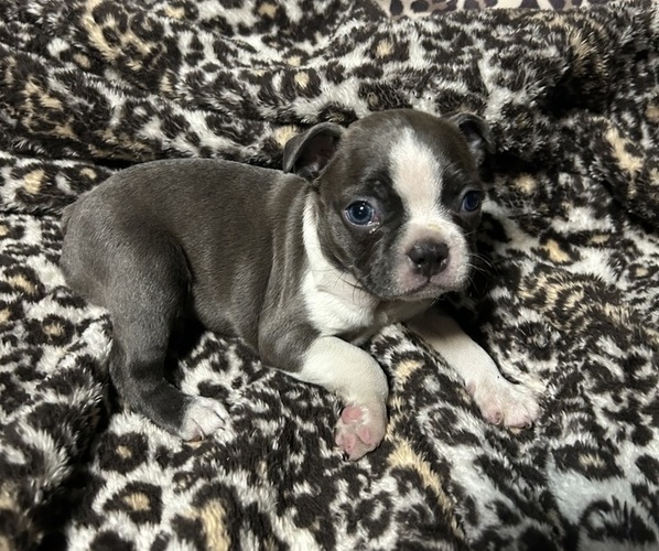 Medium Photo #1 Boston Terrier Puppy For Sale in ABILENE, TX, USA