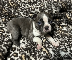 Boston Terrier Puppy for Sale in ABILENE, Texas USA