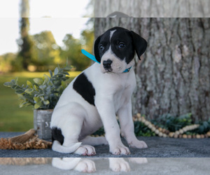 Medium Great Dane