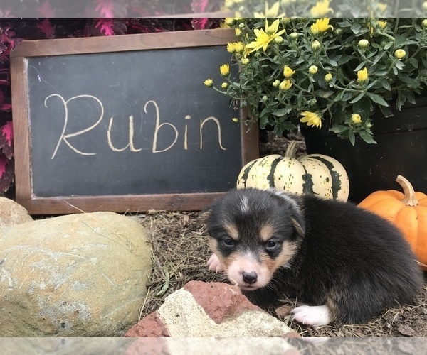 Medium Photo #1 Cardigan Welsh Corgi Puppy For Sale in SULLIVAN, IL, USA