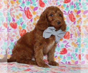 Goldendoodle Puppy for sale in SUNRISE, FL, USA
