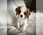 Small Photo #2 Cavalier King Charles Spaniel Puppy For Sale in SHEDD, OR, USA