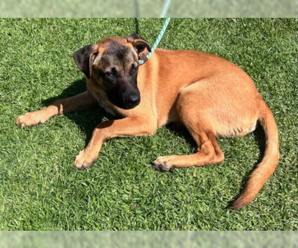 Medium Photo #6 Mutt Puppy For Sale in Ventura, CA, USA