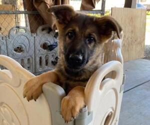 German Shepherd Dog Puppy for sale in MENIFEE, CA, USA