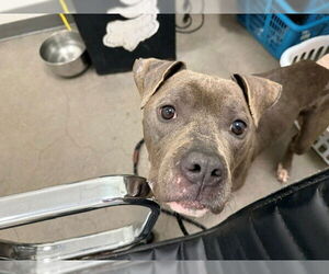 American Pit Bull Terrier Dogs for adoption in Berkeley , CA, USA