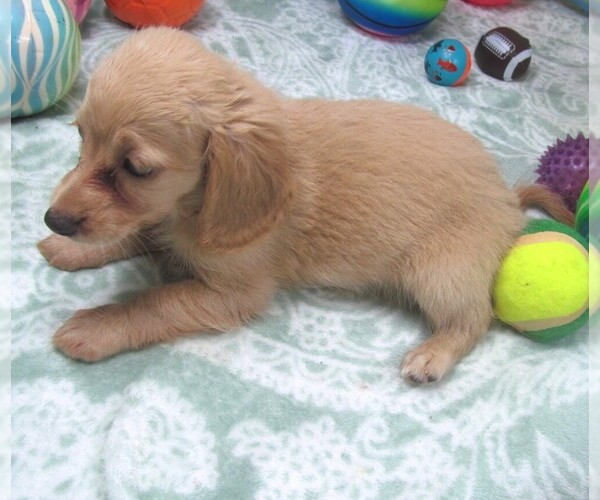 Medium Photo #7 Chiweenie Puppy For Sale in RATTAN, OK, USA