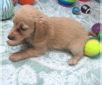 Small #6 Chiweenie