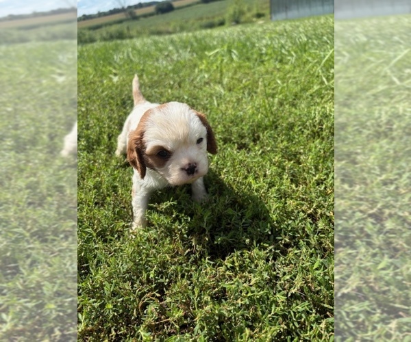 Medium Photo #1 Cavalier King Charles Spaniel Puppy For Sale in WATERTOWN, WI, USA