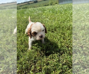 Cavalier King Charles Spaniel Puppy for sale in WATERTOWN, WI, USA