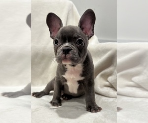 Faux Frenchbo Bulldog Puppy for sale in RIDGEVILLE, SC, USA