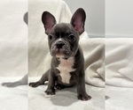 Image preview for Ad Listing. Nickname: Frenchton MaleB