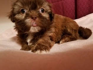 Father of the Shih Tzu puppies born on 11/13/2017
