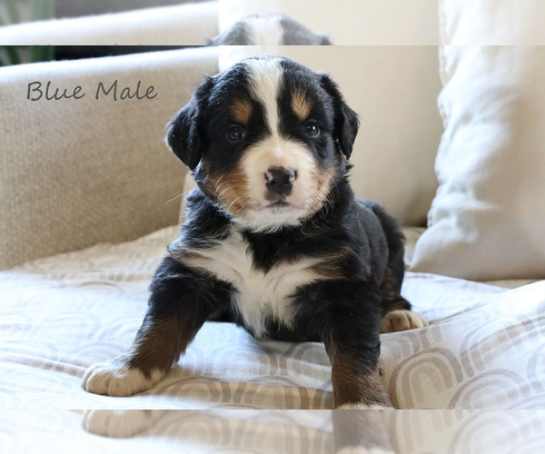 Medium Photo #3 Bernese Mountain Dog Puppy For Sale in BOSWELL, IN, USA