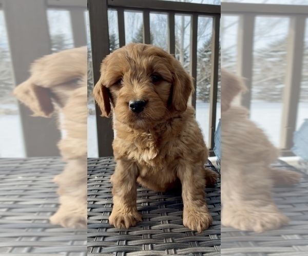 Medium Photo #25 Goldendoodle (Miniature) Puppy For Sale in RANDOLPH, WI, USA