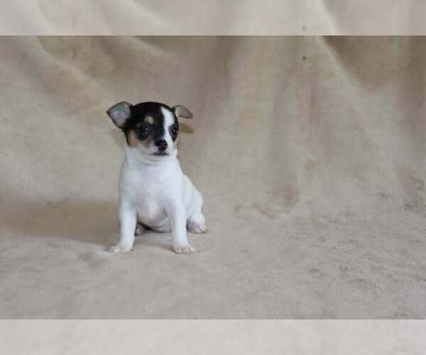 Medium Photo #3 Chihuahua Puppy For Sale in HUDSONVILLE, MI, USA