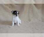 Small Photo #28 Chihuahua Puppy For Sale in HUDSONVILLE, MI, USA