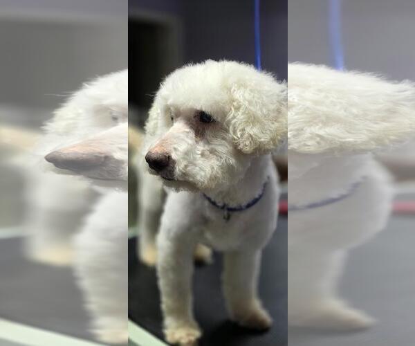 Medium Photo #3 Poodle (Miniature)-Unknown Mix Puppy For Sale in Missouri City, TX, USA